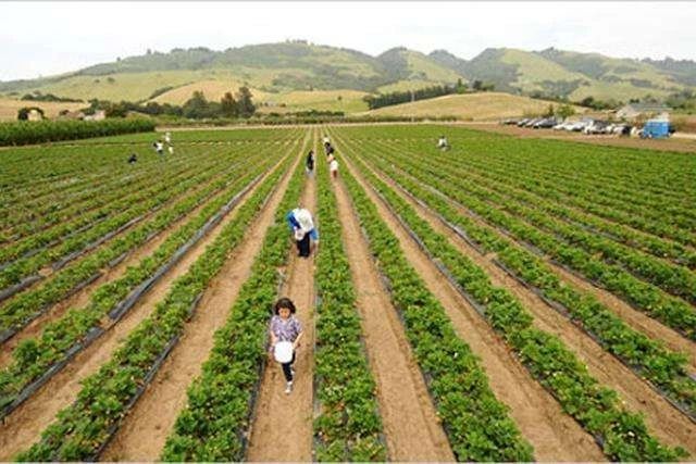 农业农村部对农村宅基地的有关问题答复